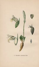 Spiranthes Spiralis - Herbst-Drehwurz Chromolithography From 1904 Orchids, used for sale  Shipping to South Africa