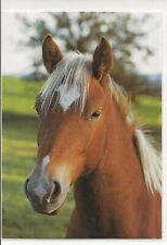 Horse postcard groh for sale  ALTON