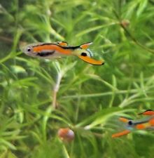 Peacock endlers class for sale  Oviedo