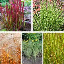 Nurserymans choice grasses for sale  IPSWICH