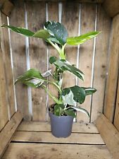 Heavenly hoya philodendron gebraucht kaufen  Bad Bramstedt