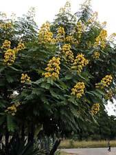 Cassia spectabilis semi usato  Trappeto