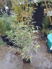 Phyllostachys aurea golden for sale  EGHAM