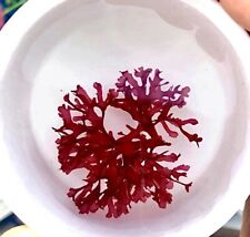 Alghe gracilaria rossa usato  Italia