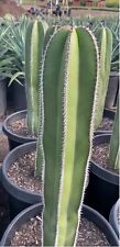 1 Vaso Pianta 13 cm MARGINATOCEREUS MARGINATO  Cactus Colonnare CEREUS+1 omaggio, usato usato  Barcellona Pozzo Di Gotto