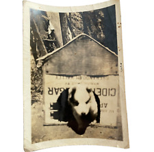 Usado, Foto vintage foto instantânea cachorro pit bull filhote de cachorro caixa de vinagre de maçã casa de cachorro 3,5”x2,5 comprar usado  Enviando para Brazil