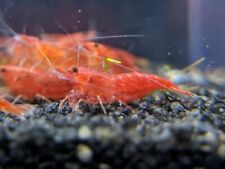 Red cherry shrimp for sale  Marysville