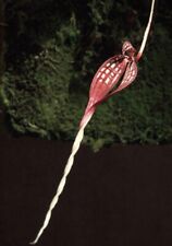 Bulbophyllum contortisepalum r for sale  Pullman
