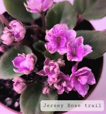 African violet jersey for sale  Hoschton