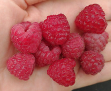 Raspberry plants bare for sale  Sewell