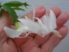 Schlumbergera rare angel for sale  Lawrence