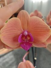 Rchidee phalaenopsis gold gebraucht kaufen  Lauterborn