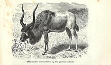 Stampa antica antilope usato  Lecco