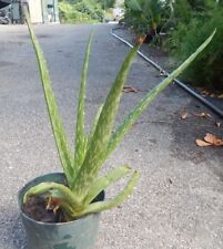 Aloe vera plant for sale  Gautier
