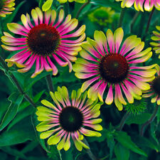 Echinacea green twister for sale  PETERBOROUGH
