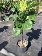 plant indoor tree fiddle leaf for sale  Miami