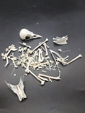 British jackdaw skeleton for sale  EDGWARE