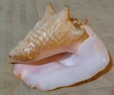 conch shell horn for sale  Vancleave