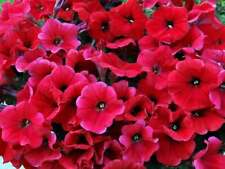 Bright red petunia for sale  Ravensdale