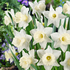 Narcissus mount hood for sale  LLANDYSUL