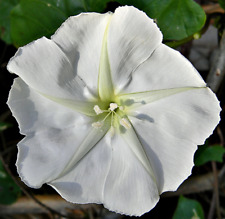 Moonflower white night for sale  Sevierville