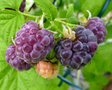 Glencoe purple raspberry for sale  Albany