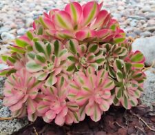 Aeonium pink witch for sale  Corona