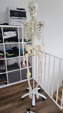Anatomie skelett lebensgroß gebraucht kaufen  Bendorf