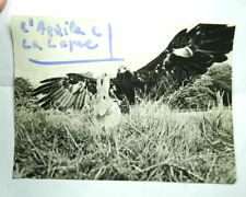 Vecchia fotografia ornitologia usato  Cremona