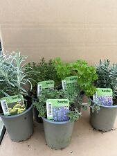 9cm mixed herbs for sale  DEREHAM
