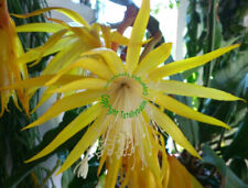 Bouture cutting epiphyllum d'occasion  France