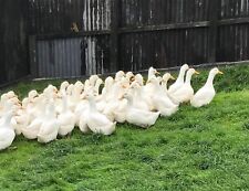 Aylesbury duck hatching for sale  EXETER