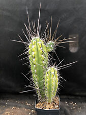 Stetsonia coryne cactus usato  Massafra