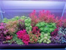 gorgeous aquarium plants for sale  Stockton