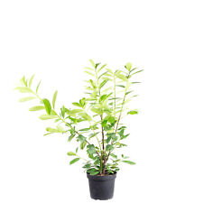 "Alloro ciliegio - altezza circa 90 cm, pentola - Ø 26 cm - Prunus laurocerasus ""Novita""" usato  Spedire a Italy