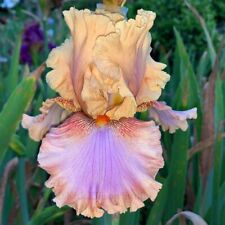Tall bearded iris for sale  Ojai