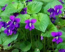15x Wild Violets Rhizomes Roots TCM Herbal NATURAL Medicinal for sale  Shipping to South Africa