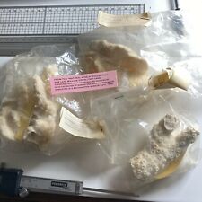 Dry coral specimens for sale  ANDOVER