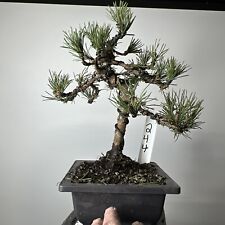 dwarf mugo pine for sale  Mount Sinai