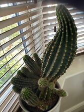 Cactus plants pot for sale  BIRMINGHAM