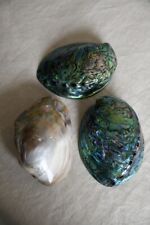 Decorative abalone shells for sale  REDRUTH