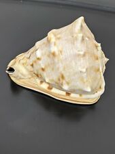 Conch seashell spiral for sale  Louisville