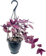 Wandering jew plant for sale  USA