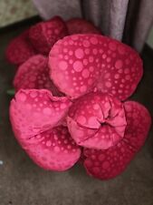 Wunderschöne riginal rose gebraucht kaufen  Nürnberg