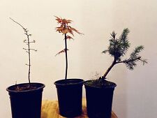 Bonsai starter tree for sale  HATFIELD