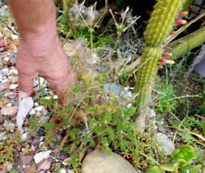 Pelargonium hirtum pygmy for sale  San Clemente