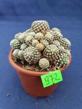 Used, Sulcorebutia 972p for sale  Shipping to South Africa