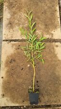 Salix sepulcralis chrysocoma for sale  WISBECH