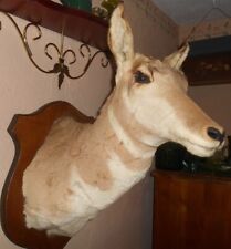 Pronghorn antelope shoulder for sale  Sigel