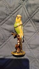 Stunning parakeet budgie for sale  MOTHERWELL